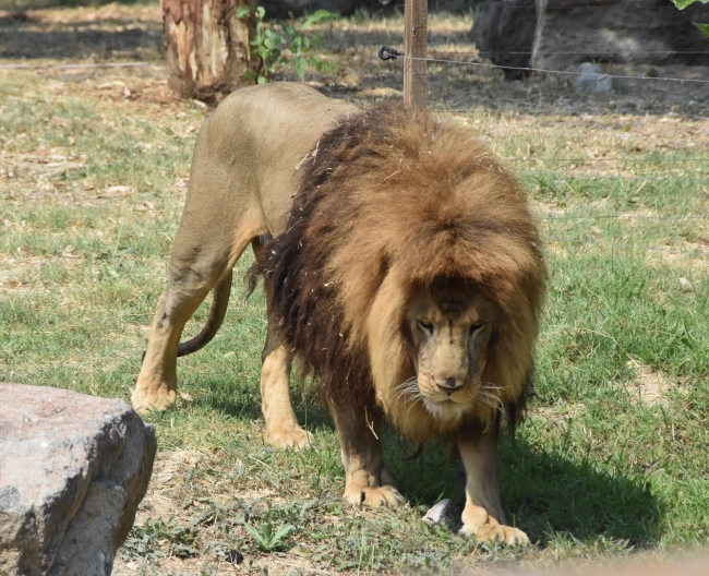 Doğal Yaşam Parkı'ndaki hayvanlara çocukları gibi bakıyorlar